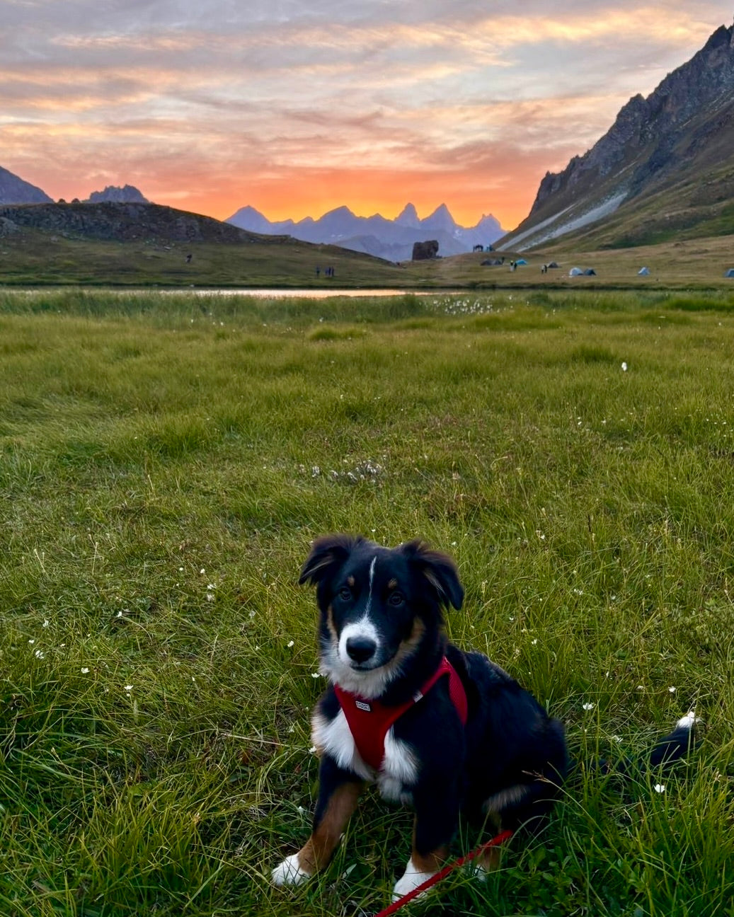 Le premier bivouac de Bao 🏕️🐾